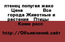 птенец попугая жако  › Цена ­ 60 000 - Все города Животные и растения » Птицы   . Коми респ.